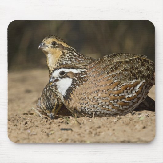 池で水を飲むウズラの幼鳥 マウスパッド (正面)
