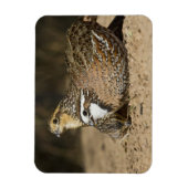 池で水を飲むコリンウズラの雛たち マグネット (縦)