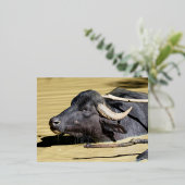 池で泳ぐ水牛（ブバルスブバリ） 箔シーズンポストカード (立ち正面)