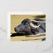 池で泳ぐ水牛（ブバルスブバリ） 箔シーズンポストカード (正面/裏面)