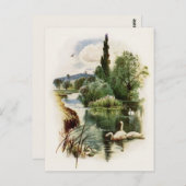 池で泳ぐ白鳥 ポストカード (正面/裏面)