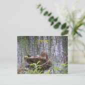 池で泳ぐ鴨 ポストカード (スタンド正面)