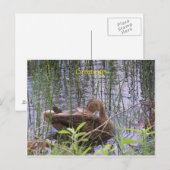 池で泳ぐ鴨 ポストカード (正面/裏面)