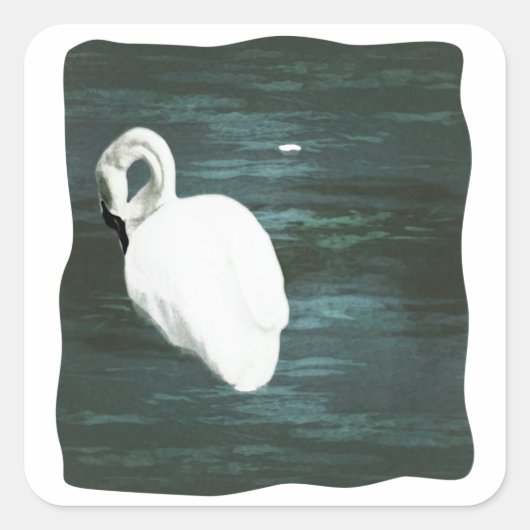 池で白鳥 スクエアシール (正面)