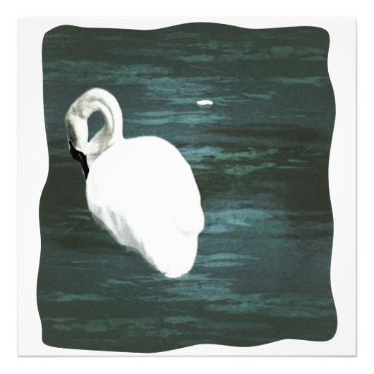 池で白鳥 フォトプリント            (正面)