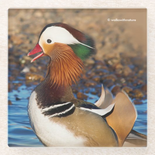 池で美しいおしゃべりのみかん ガラスコースター (正面)