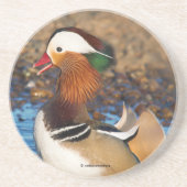 池で美しいおしゃべりのみかん コースター (正面)