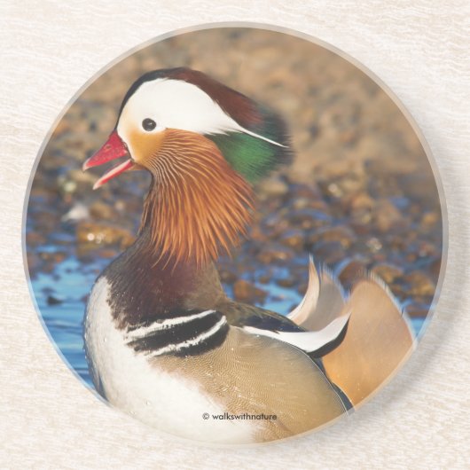 池で美しいおしゃべりのみかん コースター (正面)