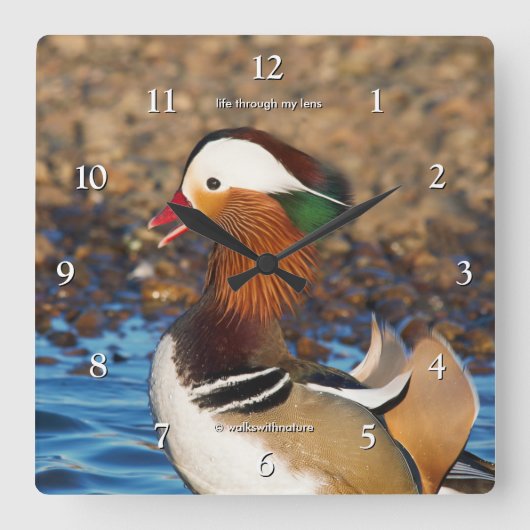 池で美しいおしゃべりのみかん スクエア壁時計 (正面)