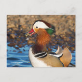 池で美しいおしゃべりのみかん ポストカード (正面)