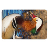 池で美しいおしゃべりのみかん マグネット (横)