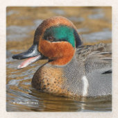 池で鳴き声を上げる緑の羽をしたティール(緑がかった色) ガラスコースター (正面)