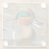 池で鳴き声を上げる緑の羽をしたティール(緑がかった色) ガラスコースター (裏面)