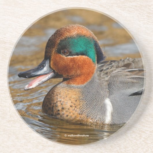 池で鳴き声を上げる緑の羽をしたティール(緑がかった色) コースター (正面)