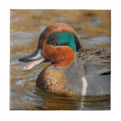 池で鳴き声を上げる緑の羽をしたティール(緑がかった色) タイル (正面)