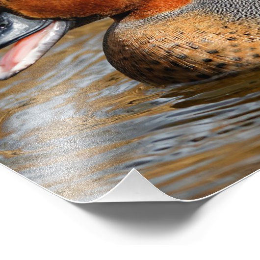 池で鳴き声を上げる緑の羽をしたティール(緑がかった色) フォトプリント (角)