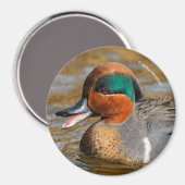池で鳴き声を上げる緑の羽をしたティール(緑がかった色) マグネット (正面/裏面)