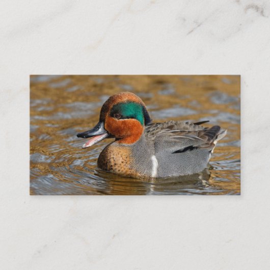 池で鳴き声を上げる緑の羽をしたティール(緑がかった色) 名刺 (正面)