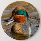 池で鳴き声を上げる緑の羽をしたティール(緑がかった色) 缶バッジ (正面)