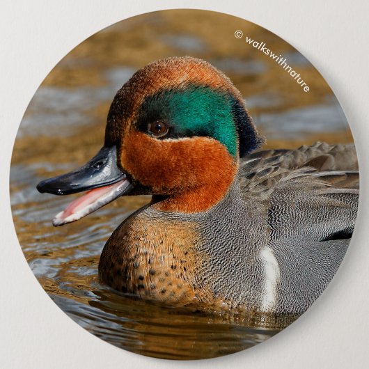 池で鳴き声を上げる緑の羽をしたティール(緑がかった色) 缶バッジ (正面)