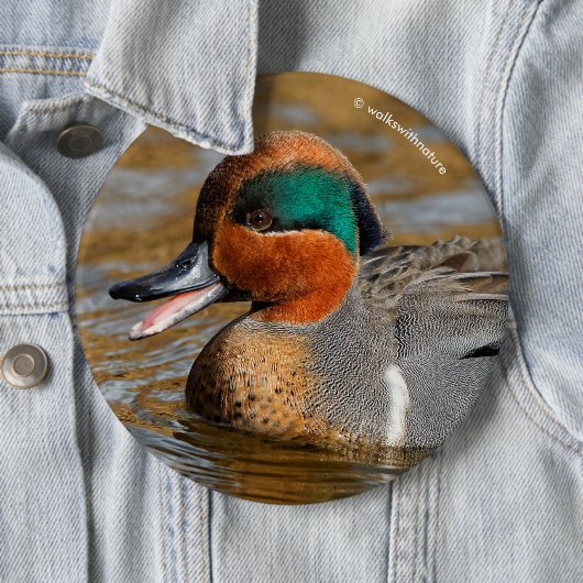 池で鳴き声を上げる緑の羽をしたティール(緑がかった色) 缶バッジ (インサイチュ)