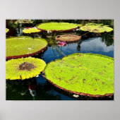 池と葉プエルトバラルタのポスター ポスター (正面)