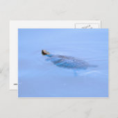 池に亀を入れる ポストカード (正面/裏面)