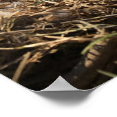 池に卵を生むカナダのガチョウの巣のポスター ポスター (角)