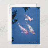 池に日本のコイ魚3匹 ポストカード (正面/裏面)