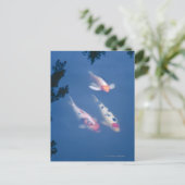 池に日本のコイ魚3匹 ポストカード (スタンド正面)