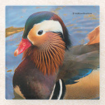 池に浮かぶ美しいみかん