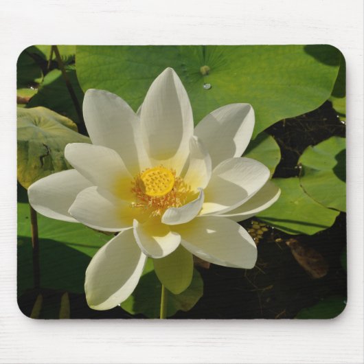 池に白蓮の花 マウスパッド (正面)