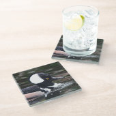 池に素晴らしパーフード付きメルガンサーダック ガラスコースター (アングル)