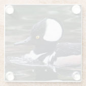 池に素晴らしパーフード付きメルガンサーダック ガラスコースター (裏面)