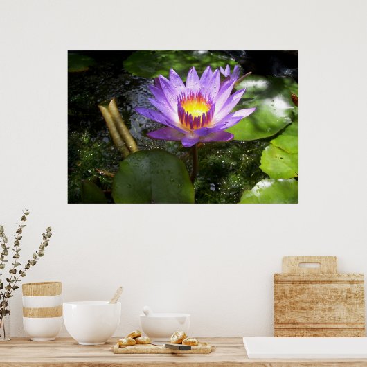池に紫のユリ ポスター (キッチン)