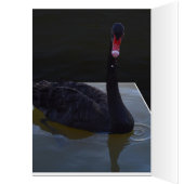 池に黒い白鳥の水滴、誕生日カード (内側 (左))