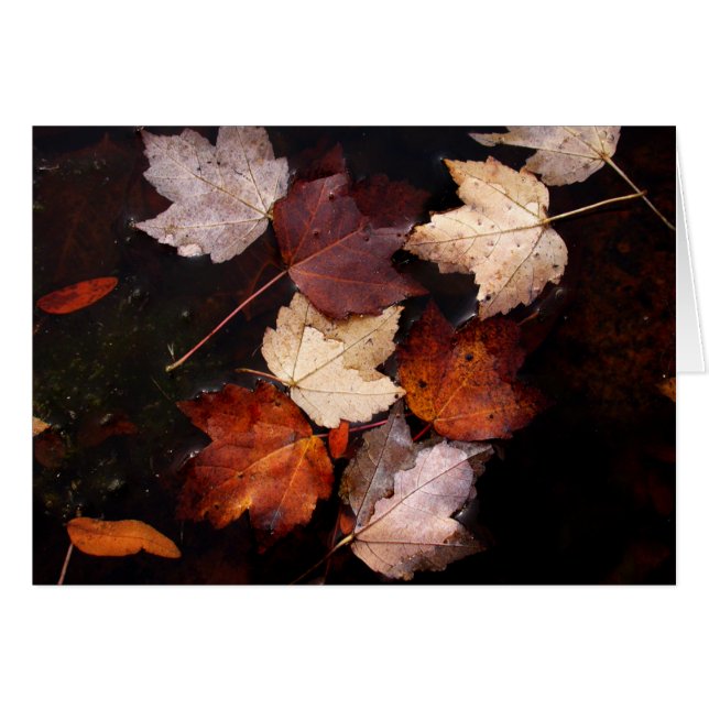 池のかえでの葉 (正面横)