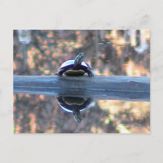 池のはがきに写る亀 ポストカード (正面)