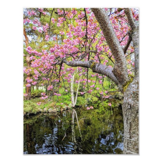 池のほとりのピンクの桜 フォトプリント (正面)