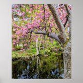 池のほとりのピンクの桜 ポスター (正面)