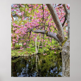 池のほとりのピンクの桜 ポスター