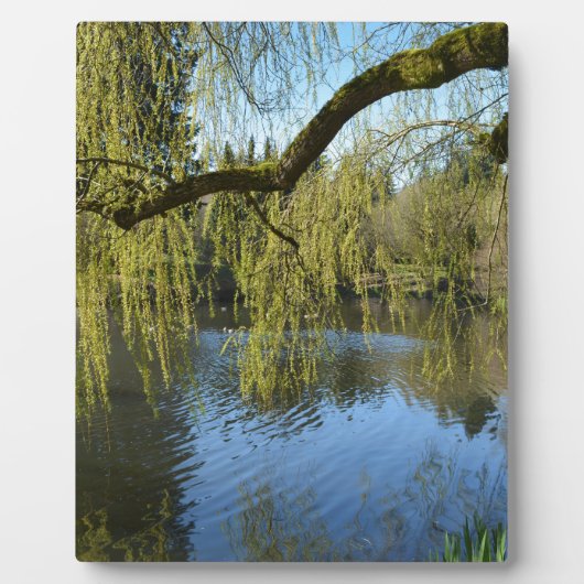 池のほとりの美しい春の柳の木 フォトプラーク (正面)