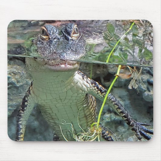 池のアリゲーター マウスパッド (正面)