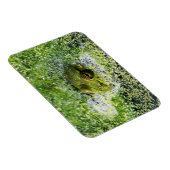 池のカエルの目 マグネット (右側)