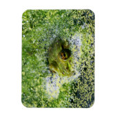 池のカエルの目 マグネット (縦)