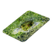 池のカエルの目 マグネット (左側)