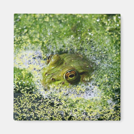 池のカエルの目 マグネット (正面)