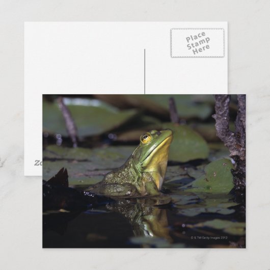 池のカエル ポストカード (正面/裏面)
