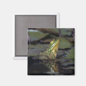 池のカエル マグネット (正面/裏面)