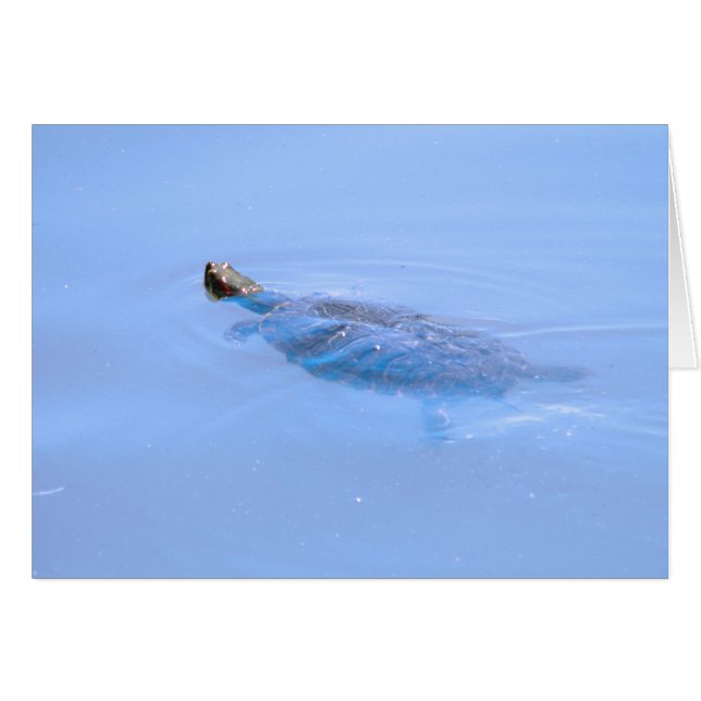 池のカメ (正面横)